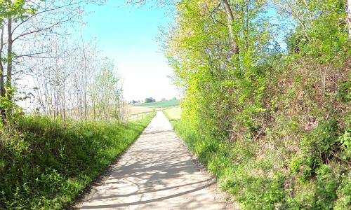 Foret de Bettincourt